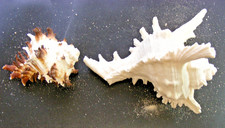 2 Riesenmuscheln  Trompeten