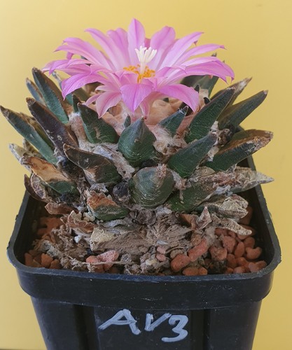 Alte ariocarpus scaphirostris - ,
