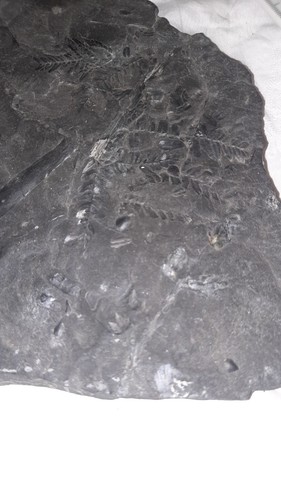 Fossilien farn platte 5 kg - platte,, 1,5