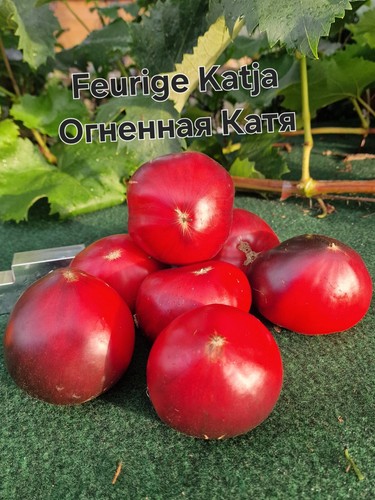 Tomatensamen feurige katja - tomatensamen,
