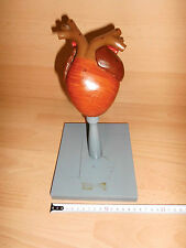 1 älteres Herzmodell aus Gips,mit Farbe bemalt, Holzfuß, von einem Frosch? gebr.