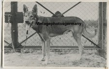 Z2405 Photo 1920s Dog German