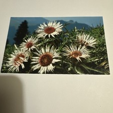 AK Schöne Silberdistel Postkarte