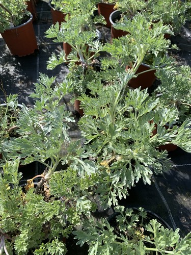 Wermut pflanzen artemisia - wermut,