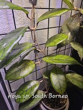 Hoya south borneo - south, (