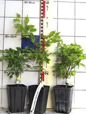 Fagus sylv. "Interrupta" - Buchensorte mit auffallendem Laub,  selten / rare