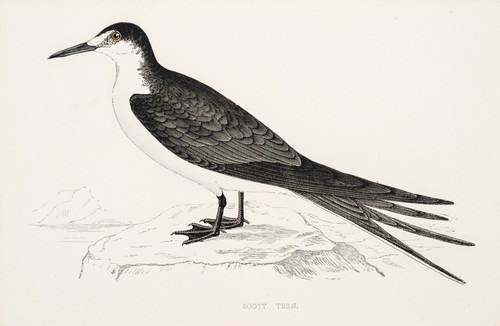 Rußseeschwalbe sooty tern - rußseeschwalbe,