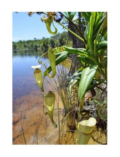 10x nepenthes madagascariensis - 10x,