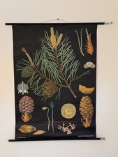 Vintage Schulwandkarte – Pinus (Kiefer) – Lehrmittelverlag Hagemann, Düsseldorf