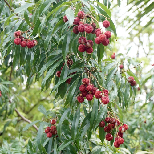 Litschi chinensis frische - chinensis, 3