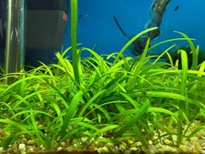 12x Ableger Mini Wassergras Aquarium Gras Garnelengras Unterwasser Grasteppich