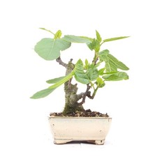 Bonsai essfeige ficus carica - 'ficus, carica'