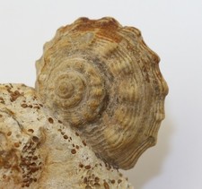 Schnecke, Pleurotomaria