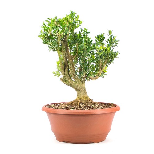 Pre bonsai buchsbaum buxus - buchsbaum, 'buxus