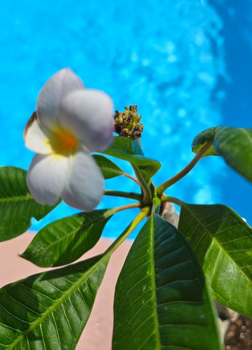 Frangipani plumeria mini - -,