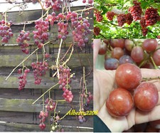 Italienische 5 Samen Kerne XL Trauben Rosa Groß Sweet trauben Grape Red Globe 