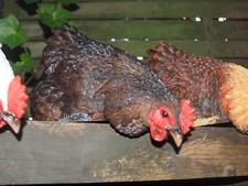 Huhn Henne Deko Figur Kantenhocker lebensgroß natürlich Hahn Gartenfigur NEUHEIT