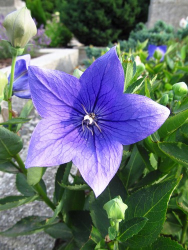 Samen die blaue ballonblume - samen,