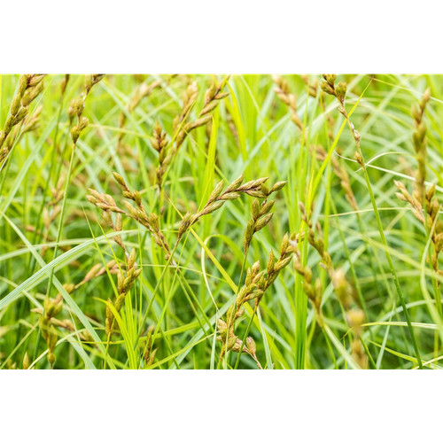 Carex muskingumensis - ,
