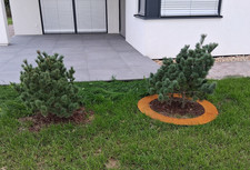 Flacher Baumring Baumumrandung Pflanzring Kreis rund Edelrost ähl. Cortenstahl