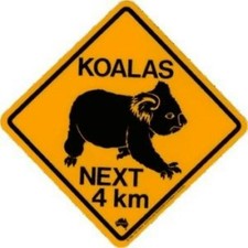 Koala Strassen Schild Roadsign next .. 25x 25cm Koalas Australien