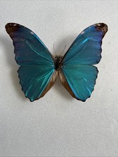 Entomologie*Morpho