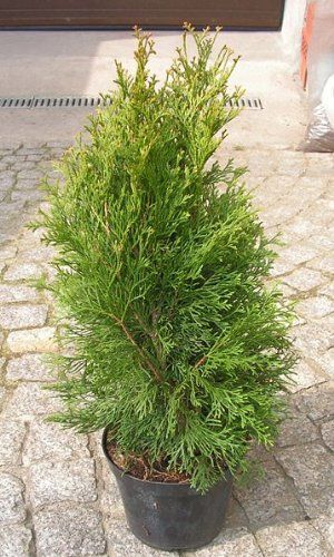 Thuja occidentalis