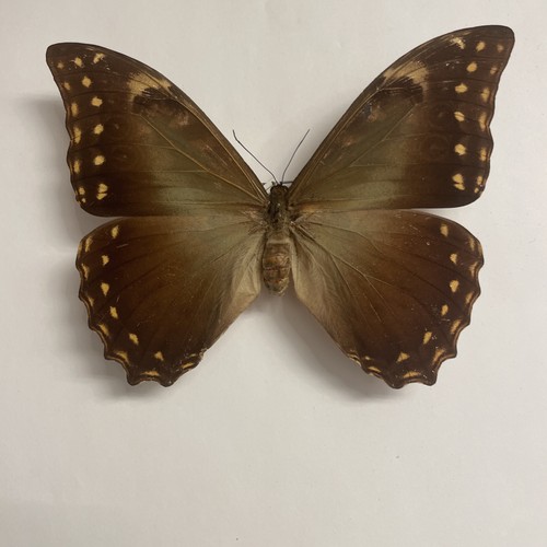 Entomologie*Morpho