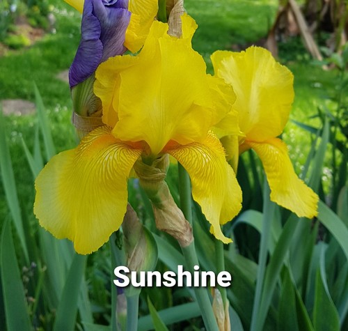 Schwertlilie iris - schwertlilie,,