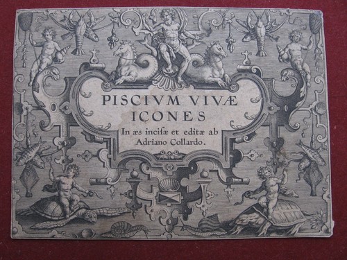 Adriaen collaert piscivm - adriaen, collaert: