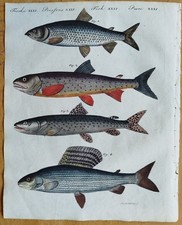 Fische Deutsche Flußfische