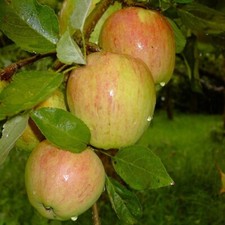 Apfelbaum Finkenwerder Herbstprinz Winterapfel Hasenkopf Buschbaum Halbstamm