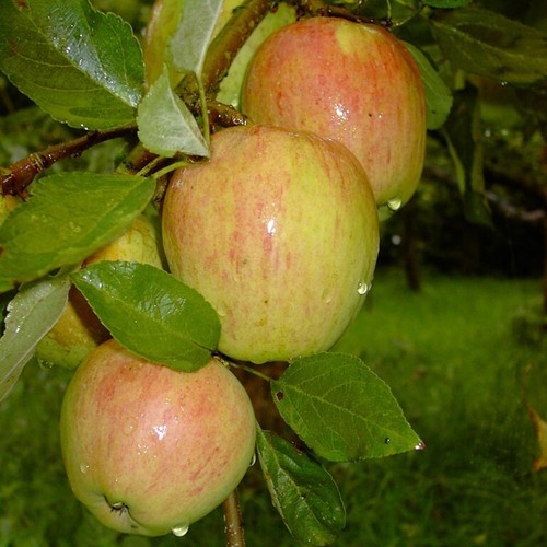 Apfelbaum finkenwerder - apfelbaum,