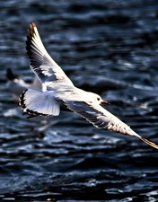 Bild Fototapete Hintergrund