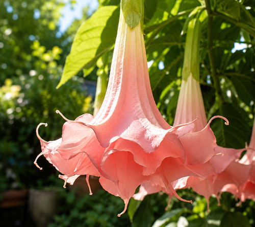 8000183 brugmansia - 8000183,