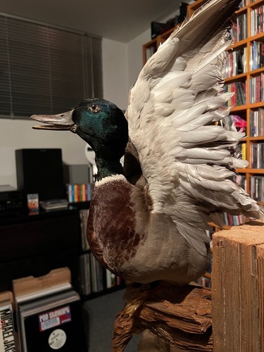 Ente erpel präparat auf - präparat, holz
