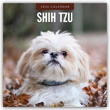 Shih Tzu 2026 -