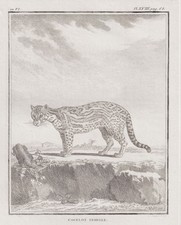 Ozelot katze raubkatze - ozelot,