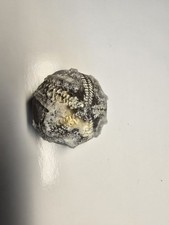  Seeigel Galerites Steinkern