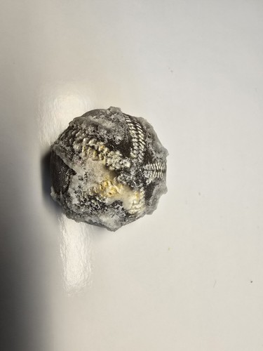 Seeigel galerites steinkern - ,