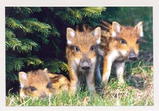 1 AK Wildschwein Frischling