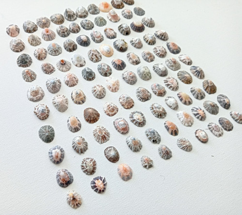 100 limpet muscheln kleines - muscheln,