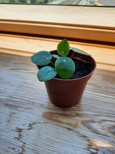 Pilea peperomioides ableger - pilea,