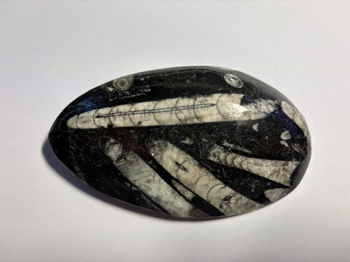 Fossilie orthoceras platte - 4,