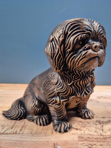 Shih tzu sitzende - –,