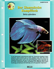 Der Siamesische Kampffisch Betta splendens / Aquariuminfokarte