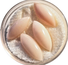 Koralle 4x echte rosa Engelhaut Navette Cabochon-corallo pelle d'angelo, Nr. 6