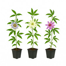 Exotenherz Kletterpflanzen Passionsblume Passiflora Tricolor 3er Set 11cm Topf