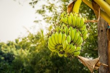 2 x winterharte Ess-Banane Musa - Palmen exotische Pflanzen im für den Garten
