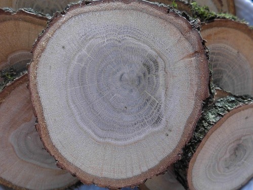 Holzscheiben bastelset - 15,